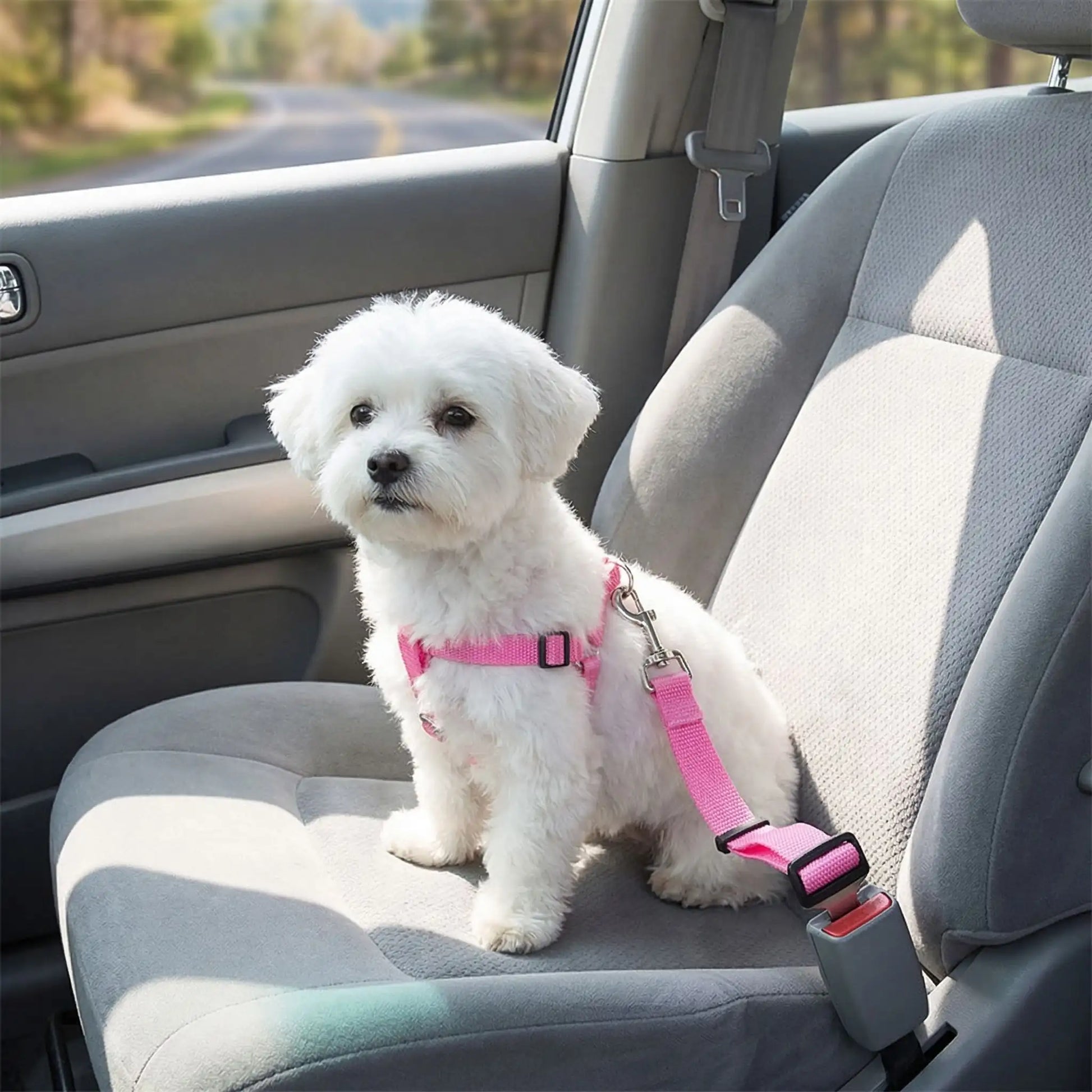 Ceinture-de-sécurite-chien en nylon rose avec clip pour l'attache- un Bichon assis sur les sièges arrières  attacher par le harnais à la ceinture de sécurité clipser dans le bloc