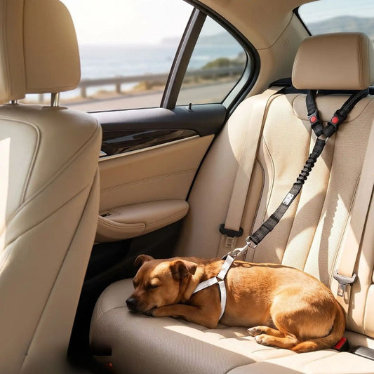 Ceinture-de-sécurite-pour-chien-2-en-1-laisse-voiture extensible, sangle robuste en nylon et clips  facile pour l'accrocher au appuie-tête des sièges, réglable et adaptable à tous véhicule-un chiot de race moyenne qui dort couché confortablement sur la siège arrière de la voiture attaché à la ceinture de sécurité par un crochet rotatif sur son harnais, avec le haut de la ceinture accorché en toute sécurité autour de l'appuie tête du siège avec sa sangle et son clips sécurisé 