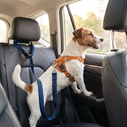 Ceinture-de-sécurite-pour-chien-2-en-1-laisse-voiture extensible, sangle robuste en nylon et clips  facile pour l'accrocher au appuie-tête des sièges, réglable et adaptable à tous véhicule-un chien de petite taille qui s'appuie sur la portière pour regarder à travers la vitre  sur la siège arrière de la voiture attaché à la ceinture de sécurité par un crochet rotatif sur son harnais, avec le haut de la ceinture accorché en toute sécurité autour de l'appuie tête du siège avec sa sangle et son clips sécurisé 