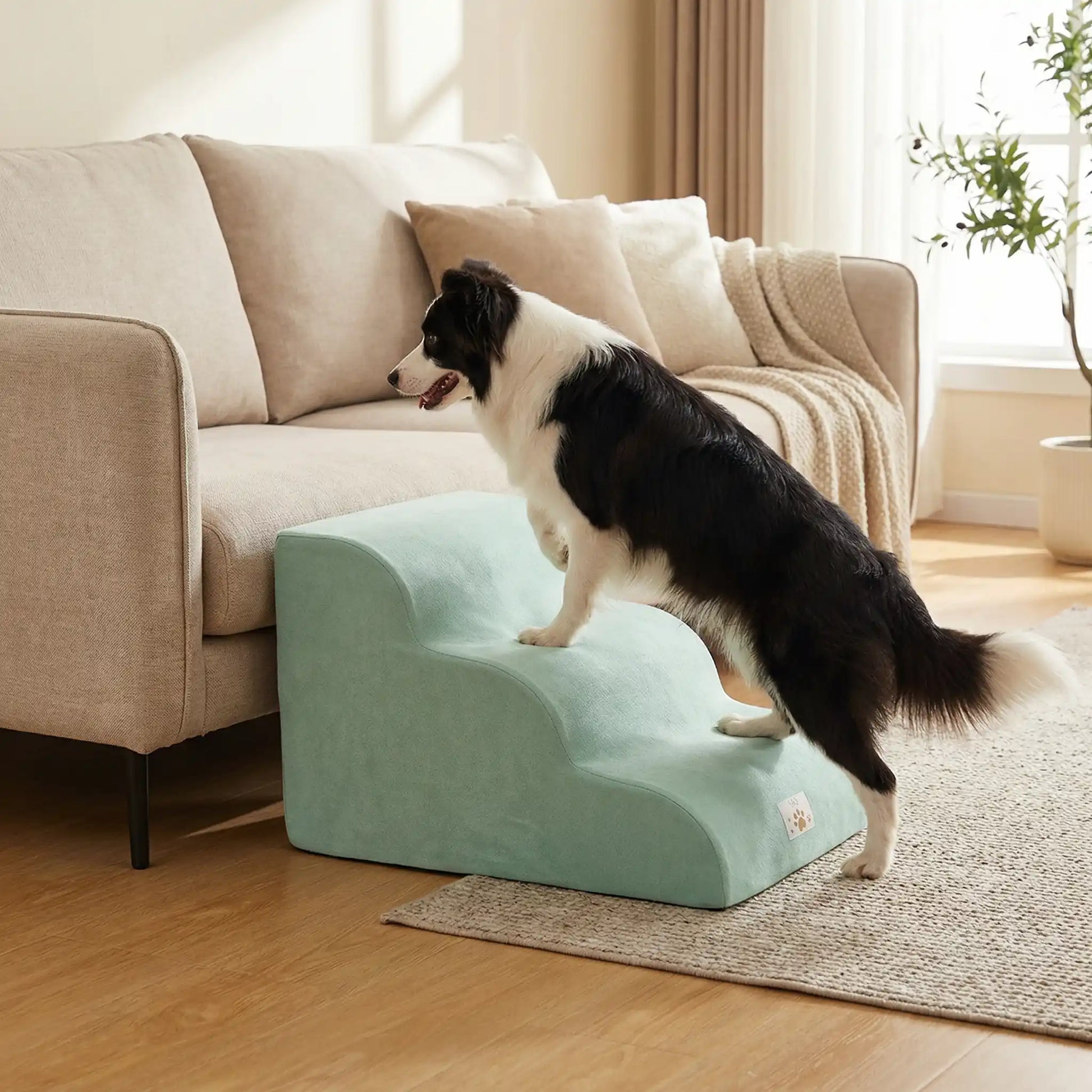 Escalier pour chien chiot antidérapant, déhoussable lavable en machine avec mousse haute résilience à mémoire de forme pour protèger les articulations sensibles, sécurisé , confortable, résistant aux griffes pour petit et chien de moyenne taille-design velours sur le dessus ultra-doux et tissu en coton solide-un chien de race moyenne à poils long qui monte sur l'escalier modèle de 3 marches de couleur vert contre le canapé du salon pour un accès facile et en sécurité pour le chien