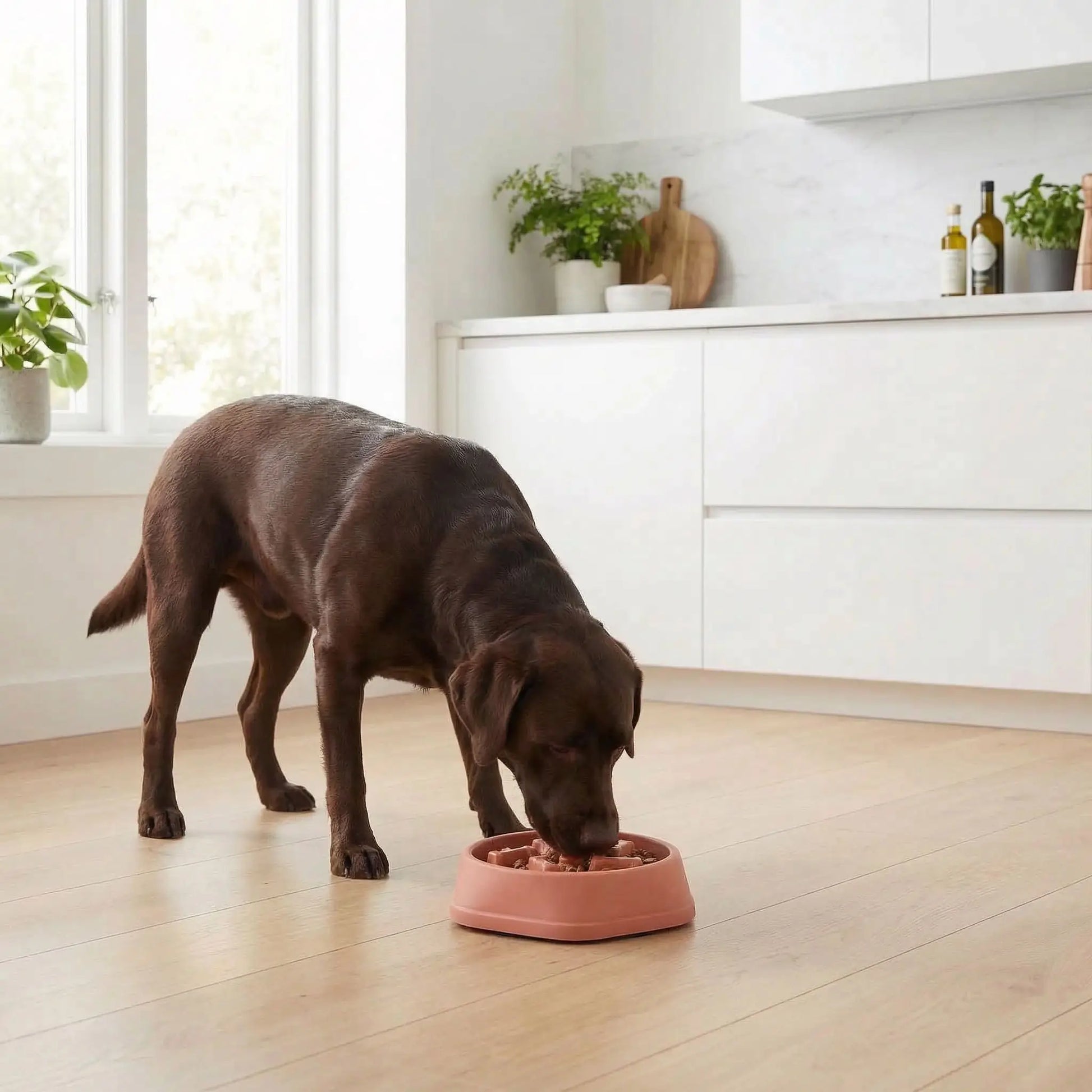 Gamelle-anti-glouton-chien-chiot-plastique robuste, saéns BPA, lavable en lave-vaiselle, avec design os en labyrinthe pour le ralentissement d'alimentation pour éviter la torsion de l'estomac, les vomissements, éternuments et facilite la digestion- un labrador qui mange doucement dans sa gamelle anti glouton rose placé dans sa gamelle inox sur le sol de la cuisine