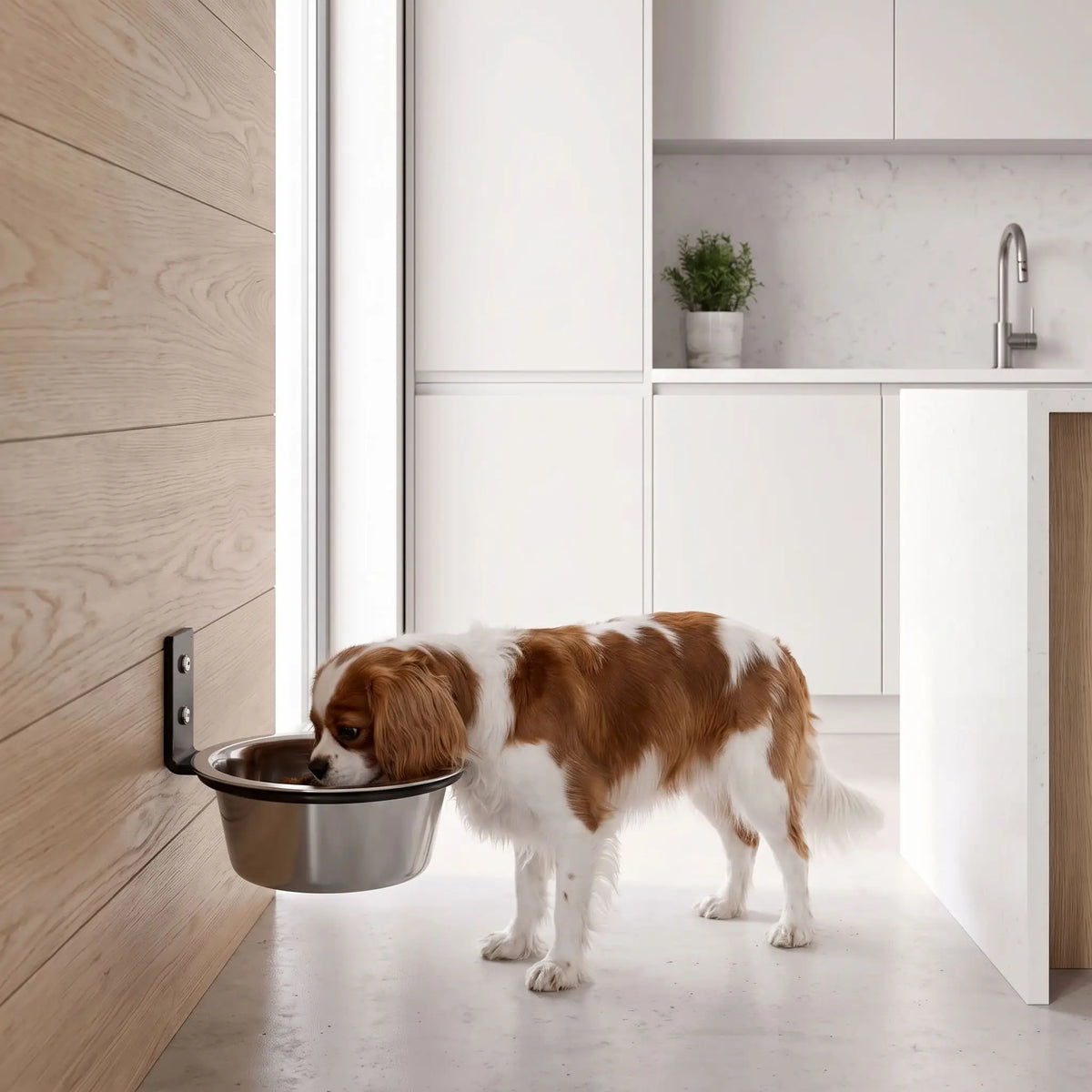 Gamelle-chien-hauteur-chiot-murale-avec support en forme d'anneau  en acier robuste à fixer sur toute surfaces lisses, rabattable pour un gain de place et gamelle en inox lavable au lave vaisselle, disponible en 2 tailles de diamètre 17 cm et 21 cm pour chien et chiot de petite à moyenne race, contenance 500 à 700 ml et de 1,5 litres pour la grande taille-un chien de taille moyenne qui mange confortablement, sa posture alignée; dans sa gamelle en inox surélevé dans son support en arceau solide vissé au mur 