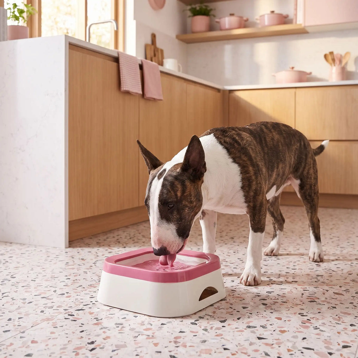 Gamelle-d-eau-pour-chien et chiot anti-éclaboussures et anti bave, en ABS robuste de qualité alimentaire, sans BPA, démontable en 3 parties: contenant carré avec plateau flottant qui distribue l'eau et la garde propre et son socle supérieur qui assure la sécurité de l'ensemble et ses pieds antidérapant, capacité de 1 litre pour chiot et chien de petite à moyenne race-un chien de moyenne race active qui boit proprement et confortablement dans sa gamelle d'eau anti renversement sur le sol de la cuisine 