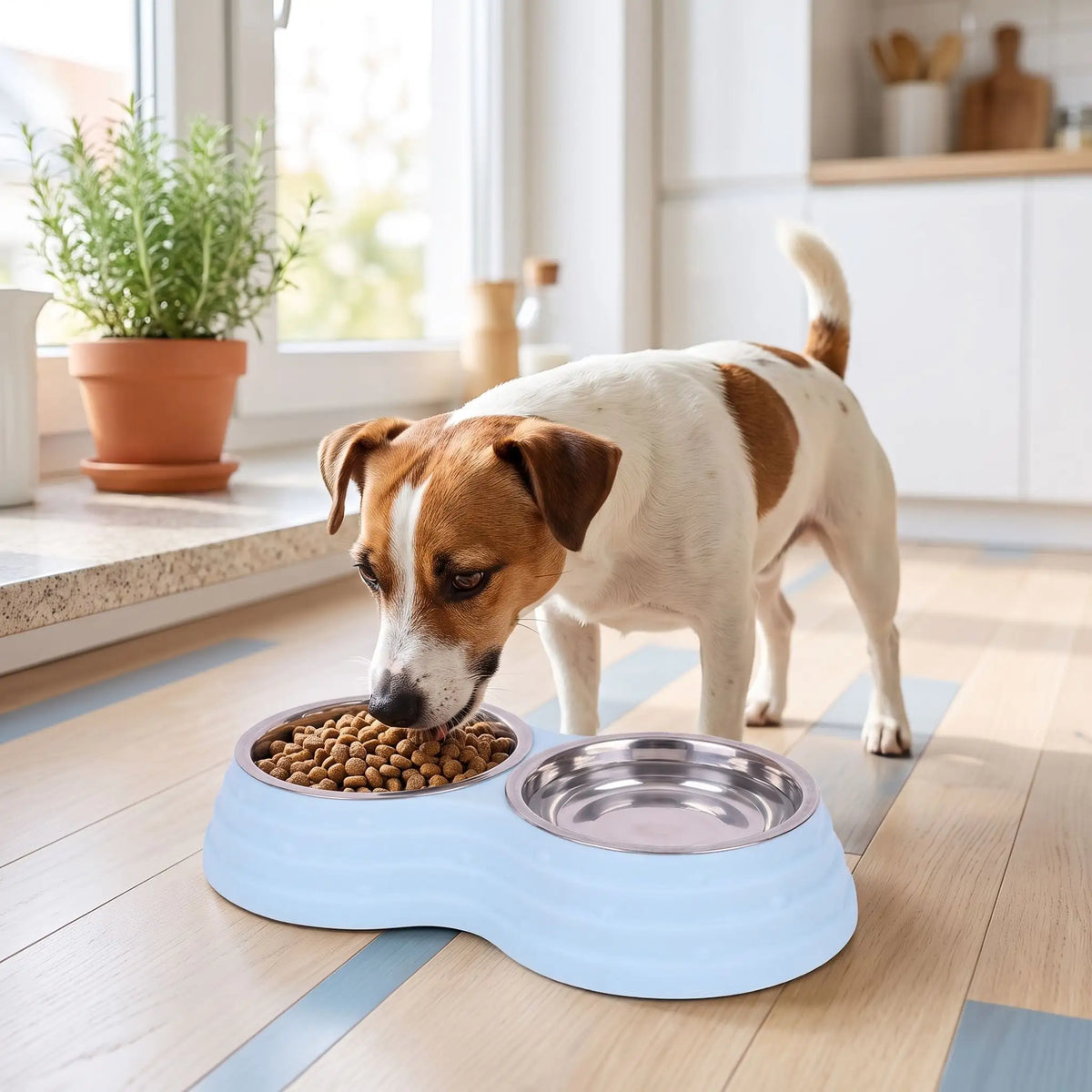 Gamelle-double-pour-chien et chiot amovible en inox , compatible au lave-vaisselle avec support en résine, design en 8 robuste, avec pieds antidérapants, disponible en 3 tailles pour chien de petite à moyenne race 200ml/500ml/700ml par bol et 3 coloris bleu, rose et vert-Un petit chien qui mange ses croquettes dans sa gamelle double avec sa gamelle d'eau intégré dans un support en résine surélevées et ses pieds antidérapants et anti-rayures sur le sol en parquet de la cuisine