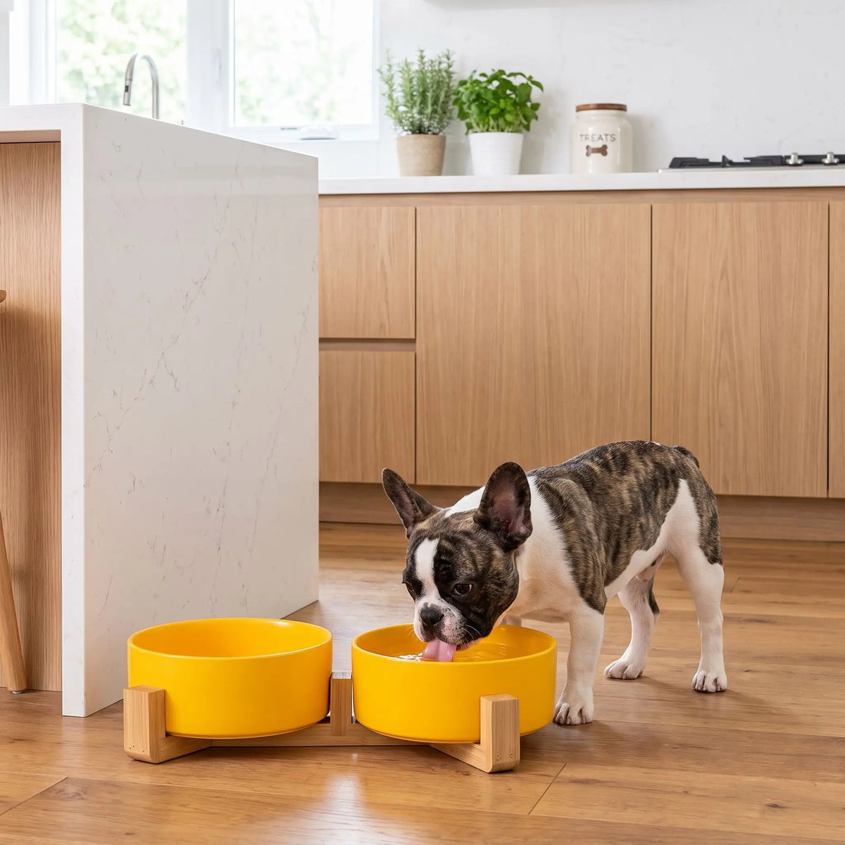 Gamelle-céramique-pour-chien et chiot double-compatible-lave-vaisselle avec son support anti renversement en bambou naturel, 2 gamelles d'une contenance de 350ml chacune soit 700ml au total pour chiot et chien de petite taille de 0 à 6 kilos, disponible en 3 coloris : jaune, vert et blanc, garanti sans produits toxiques ou chimiques et de qualité alimentaire, robuste et design- un chiot de race moyenne qui boit confortablement dans sa gamelle double surélevée par le support en bois sur le sol en parquet 