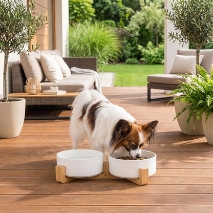Gamelle-céramique-pour-chien et chiot double-compatible-lave-vaisselle avec son support anti renversement en bambou naturel, 2 gamelles d'une contenance de 350ml chacune soit 700ml au total pour chiot et chien de petite taille de 0 à 6 kilos, disponible en 3 coloris : jaune, vert et blanc, garanti sans produits toxiques ou chimiques et de qualité alimentaire, robuste et design- un chien de petite taille qui mange confortablement dans sa gamelle double surélevée par le support en bois sur lea terrasse 