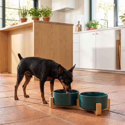 Gamelle-céramique-pour-chien et chiot double-compatible-lave-vaisselle avec son support anti renversement en bambou naturel, 2 gamelles d'une contenance de 350ml chacune soit 700ml au total pour chiot et chien de petite taille de 0 à 6 kilos, disponible en 3 coloris : jaune, vert et blanc, garanti sans produits toxiques ou chimiques et de qualité alimentaire, robuste et design- un chien de race miniature qui boit confortablement dans sa gamelle double surélevée par le support en bois sur le sol en carrelage