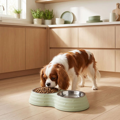 Gamelle-double-pour-chien et chiot amovible en inox , compatible au lave-vaisselle avec support en résine, design en 8 robuste, avec pieds antidérapants,anti-renversement disponible en 3 tailles pour chien de petite à moyenne race 200ml/500ml/700ml par bol et 3 coloris bleu, rose et vert-Un chien de race moyenne qui mange ses croquettes dans sa gamelle double avec sa gamelle d'eau intégré dans un support en résine rose surélevées et ses pieds antidérapants et anti-rayures sur le sol en parquet de la cuisine