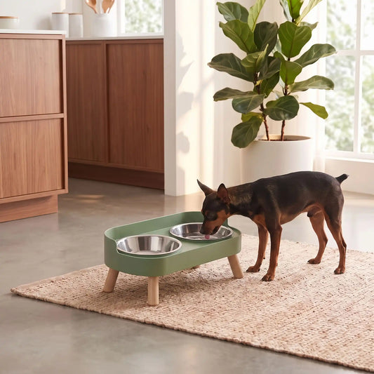 Gamelle-double-pour-chien-chiot-surélevé sur 4 pieds amovibles et support ABS avec rebord anti-éclabloussures et ses deux gamelles en Inox d'une capacité de 400 ml chacune lavable en lave-vaisselle en 4 couleurs: rose, jaune, blanc crème et vert pour chiot et chien- un chien de race Toy qui boit confortablement dans sa gamelle d'eau dans le support surélevé de couleur vert de la double gamelle dans le salon de l'appartement