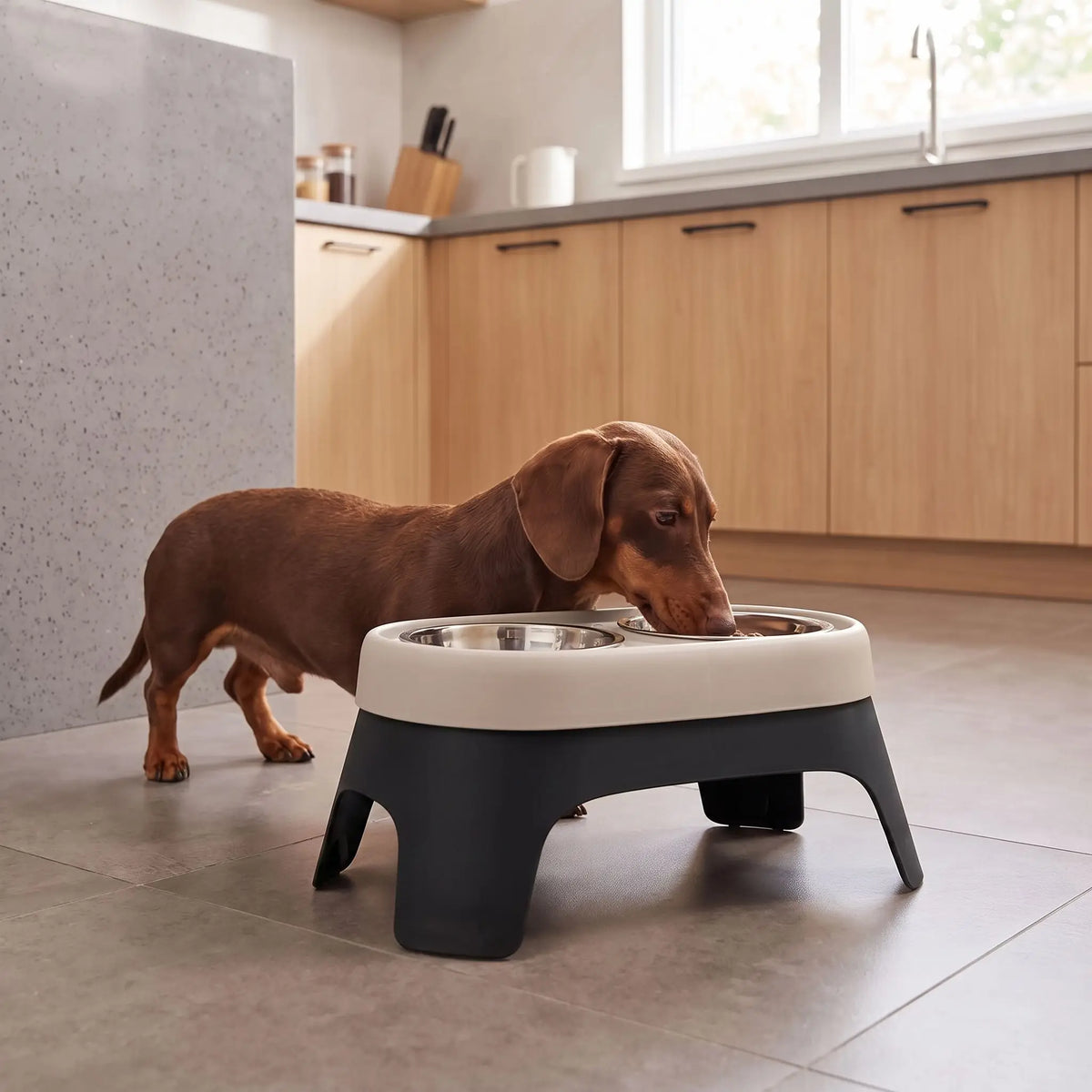 Gamelle-double-pour-chien-chiot-petite-race-surélevée, 2 gamelles en inox avec support en ABS de 14 cm de hauteur pour chiens âgés souffrant d'arthrite cervicale, animaux atteints de mégaœsophage nécessitant un angle élevé, chiens avec reflux gastrique cherchant un meilleur angle de déglutition, chien se remettant d'une blessure au cou ou au dos, lavable au lave vaisselle avec pieds antidérapant-un chien de race naine qui mange confortablement dans sa gamelle double surélevée dans le support noir