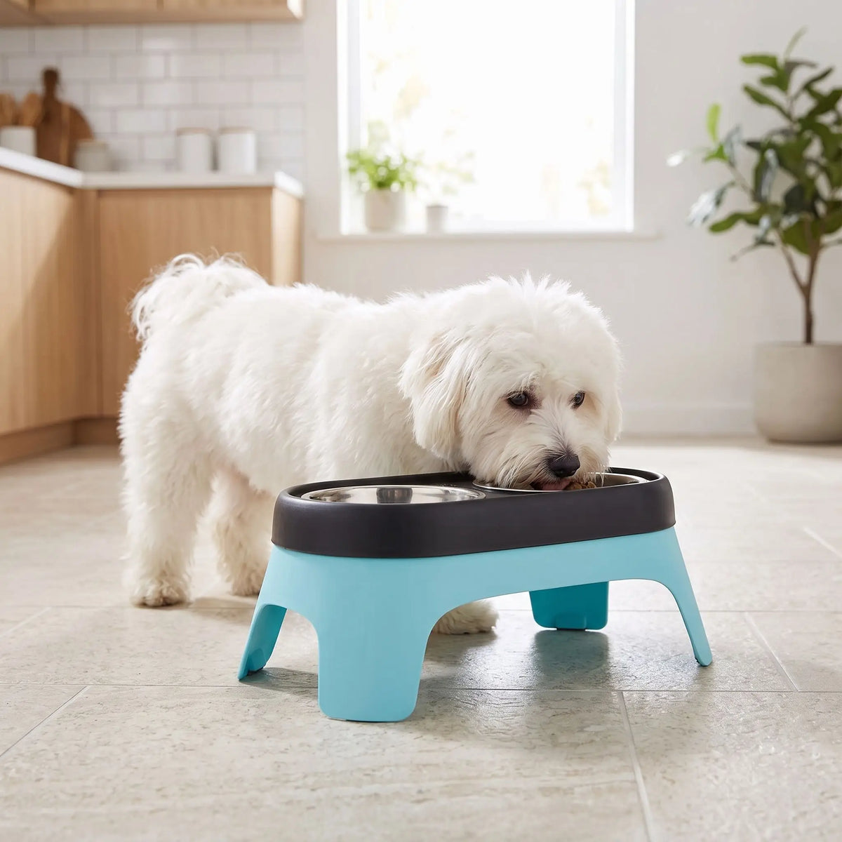 Gamelle-double-pour-chien-chiot-petite-race-surélevée, 2 gamelles en inox avec support en ABS de 14 cm de hauteur pour chiens âgés souffrant d'arthrite cervicale, animaux atteints de mégaœsophage nécessitant un angle élevé, chiens avec reflux gastrique cherchant un meilleur angle de déglutition, chien se remettant d'une blessure au cou ou au dos, lavable au lave vaisselle avec pieds antidérapant-un chien de petite race qui mange confortablement dans sa gamelle double surélevée dans le support bleu
