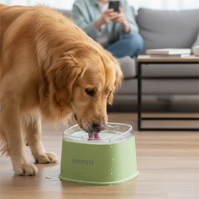 Gamelle-eau-chien-anti-eclaboussure-chiot-anti-bave avec base flottante et rebord surélevé anti projection, en plastique PP robuste de qualité alimentaire sans BPA, lavable en lave-vaisselle, démontable en 3 parties, garde l'eau propre et hygiénique et les babines de chien et les sols de la maison secs, grande capacité de 2 litres en 3 couleurs : blanc, vert et noir-un grand chien qui boit proprement et doucement et sans salir le sol du salon; dans sa gamelle d'eau anti éclaboussure de couleur verte