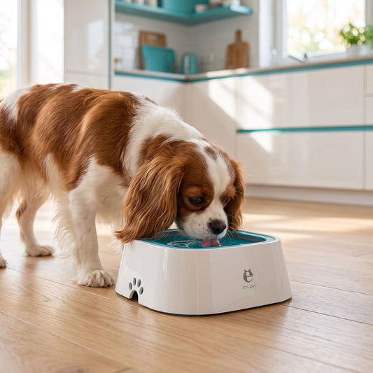 Gamelle-eau-chien-propre-1500ml pour chien et chiot anti-renversement, anti-bave, anti éclaboussures avec sa base évasée en bas et ses pieds antidérapants , sa base flottante et son contour qui bloque le tout,sans BPA, abs de qualité alimentaire, lavable en lave-vaisselle, démontable robuste en 4 coloris : gris, blanc, bleu, rose- un chien de taille moyenne à longues oreilles qui boit sans se mouiller et proprement dans sa gamelle d'eau et fraiche sur le sol en parquet propre de la cuisine de l'appartement