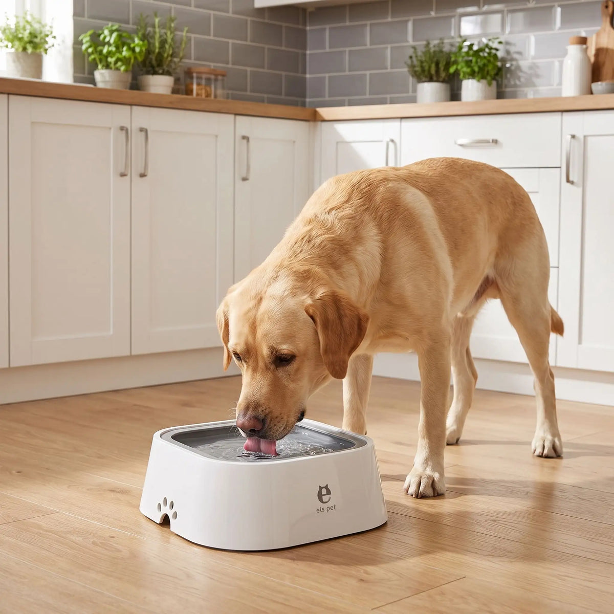Gamelle-eau-chien-propre-1500ml pour chien et chiot anti-renversement, anti-bave, anti éclaboussures avec sa base évasée en bas et ses pieds antidérapants , sa base flottante et son contour qui bloque le tout,sans BPA, abs de qualité alimentaire,lavable en lave-vaisselle, démontable en 3 parties, robuste en 4 coloris : gris, blanc, bleu et rose- un grand chien qui boit sans se mouiller et proprement dans sa gamelle d'eau et fraiche sur le sol en parquet propre de la cuisine de la maison