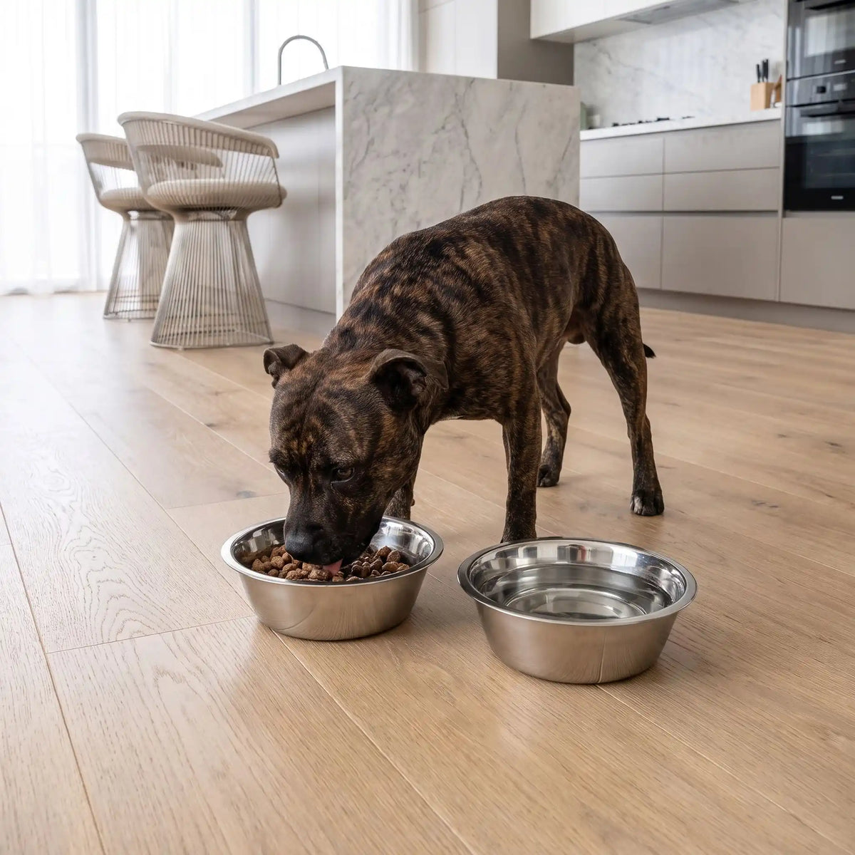 Gamelle-en-inox-pour-chien-3-tailles-lot-de-2, durable, hygiénique, indéformable, lavable en lave-vaisselle, compatible avec support gamelle, en 3 tailles avec diamètre 14/17/19 cm pour une contenance de 0,4/0,75/1,5 litres pour chiot et chien de petite à moyenne taille de 0 à 30 kg-un chien de race moyenne qui mange ses croquettes dans la gamelle en inox hygiénique de qualité alimentaire sans odeurs ni bactéries et son autre gamelle inox remplie d'eau fraiche sur le sol de la cuisine de la maison