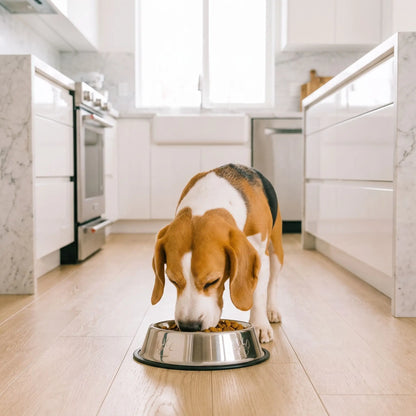 Gamelle-en-inox-pour-chien-chiot-lot-de-2-base amovible en silicone antidérapante et anti-renversement, hygiénique, ne retient pas les odeurs, lavable en lave-vaisselle, disponible en 3 tailles S/M/L pour chiot et chien de petite à moyenne race pour des rations de 200/250/330 grammes chacune selon les tailles-un chien moyen à longues oreilles pendantes qui mange confortablement et propremment dans sa gamelle en forme de volcan évasé avec son joint en silicone à la base antidérapante sur le parquet flottant