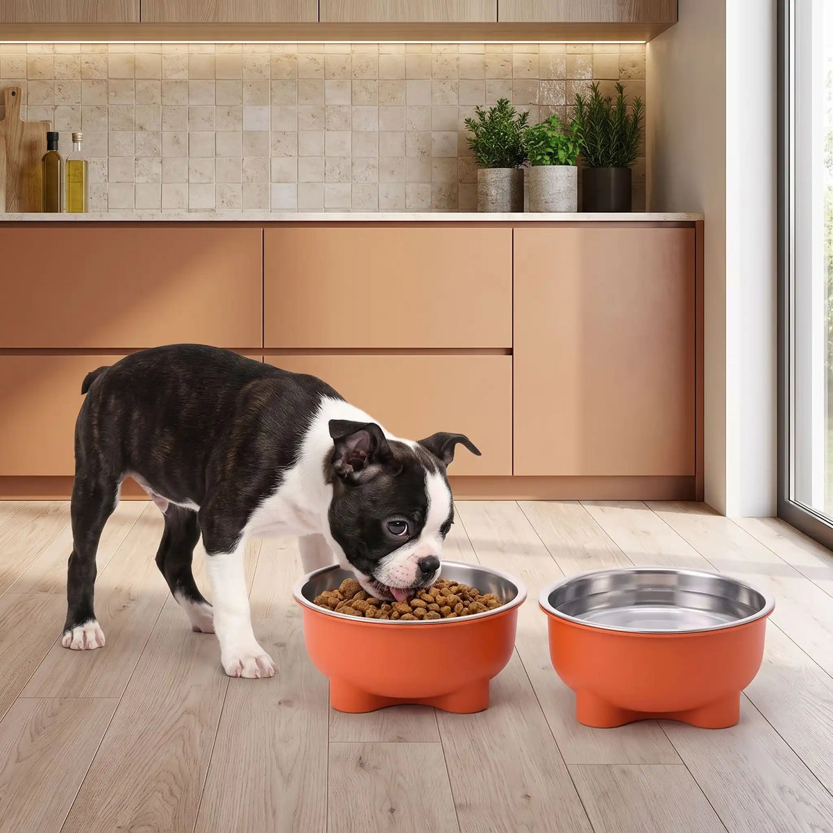 Gamelle-en-inox-pour-chien-petite-taille-surélevée sur pieds antidérapant avec gamelle en inox lavable en lave-vaisselle amovible et son support PP sans BPA avec une capacité de 500 ml pour chiot et chien de petite à moyenne taille, disponible en 4 coloris  jaune, vert, bleu et rouge-un chiot de race moyenne qui mange confortablement dans sa gamelle en inox dans son support design surélevée de couleur rouge sur le sol en parquet de la cuisine de l'appartement