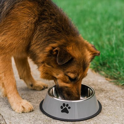 Gamelle-pour-chien-anti-renversement avec base élargie et anneau en silicone amovible, inox robuste et indéformable, hygiénique, lavable en lave-vaisselle pour une stabilité à toute épreuve, anti renversement, design avec pattes de chien, en blanc ou gris disponible en 4 tailles 300/700/1000/1200 ml pour race de chiot ou chien de petite, moyenne, grande taille-un grand chien qui mange confortablement dans sa gamelle inox xxl hygiénique avec son fond 100% antidérapant sur le sol de la terrasse du jardin 