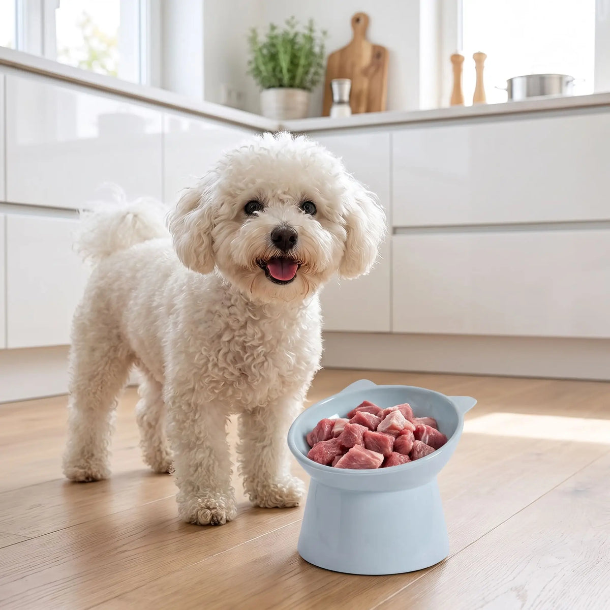 Gamelle-pour-petit-chien-haute-inclinée à 45° pour protéger son cou, vendues par lot-de-2, sur une base large est stable, contenance de 200g/200ml pour chien de petite race et chiot de petite à moyenne race de 3 à 8 kg, gamelle surélevée séparée en ABS sûr de qualité alimentaire sans BPA, ni produits toxiques, avec design oreille, solide et incassable, lavable au lave- vaisselle-un chiot bichon frisé tout heureux devant sa gamelle haute bleue remplie de viande pour chien sur le sol en parquet de la cuisine 