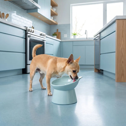 Gamelle-pour-petit-chien-haute-inclinée à 45° pour protéger son cou, vendues par lot-de-2, sur une base large est stable, contenance de 200g/200ml pour chien de petite race et chiot de petite à moyenne race de 3 à 8 kg, gamelle surélevée séparée en ABS sûr de qualité alimentaire sans BPA, ni produits toxiques, avec design oreille, solide et incassable, lavable au lave- vaisselle-un chihuahua qui boit confortablement son eau friache dans sa gamelle incliné et haute sur le sol en lino de la cuisine 