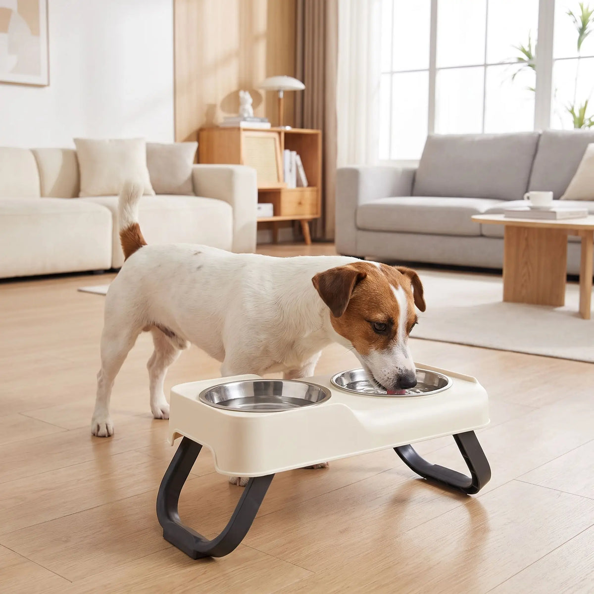 Gamelles-chien-en-hauteur-asymétrique-avec-support et pied surélevé pliable en ABS robuste et gamelle inox de 350/380ml chacune en lot de 2, lavable en lave-vaisselle pour race de chien de petite à moyenne taille, transportable , hygiénique qui s'adapte à la croissance du chiot - un chien de petite taille qui boit confortablement dans sa gamelle d'eau surélevée de 5 cm par rapport à la deuxième gamelle de nourriture plus basse pour un espace d'alimentation propre sur ses deux pieds antidérapants sur le sol