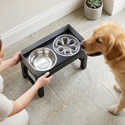 Gamelles surélevées gris et noir réglable sur 5 hauteurs, de 21/23/25/27/28 cm avec rebord anti-éclaboussure et anti-débordement, disponible en 2 modèles, matériaux ABS robuste noir et 2 gamelles inox ou 1 gamelle inox et gamelle anti-glouton, station d'alimentation inclinable par 5° pour chiot en croissance ou chien de petite à moyenne taille- un grand chien qui mange lentement dans sa gamelle antiglouton et sa gamelle d'eau de 1L en inox sous le regard attendrit de son maitre 