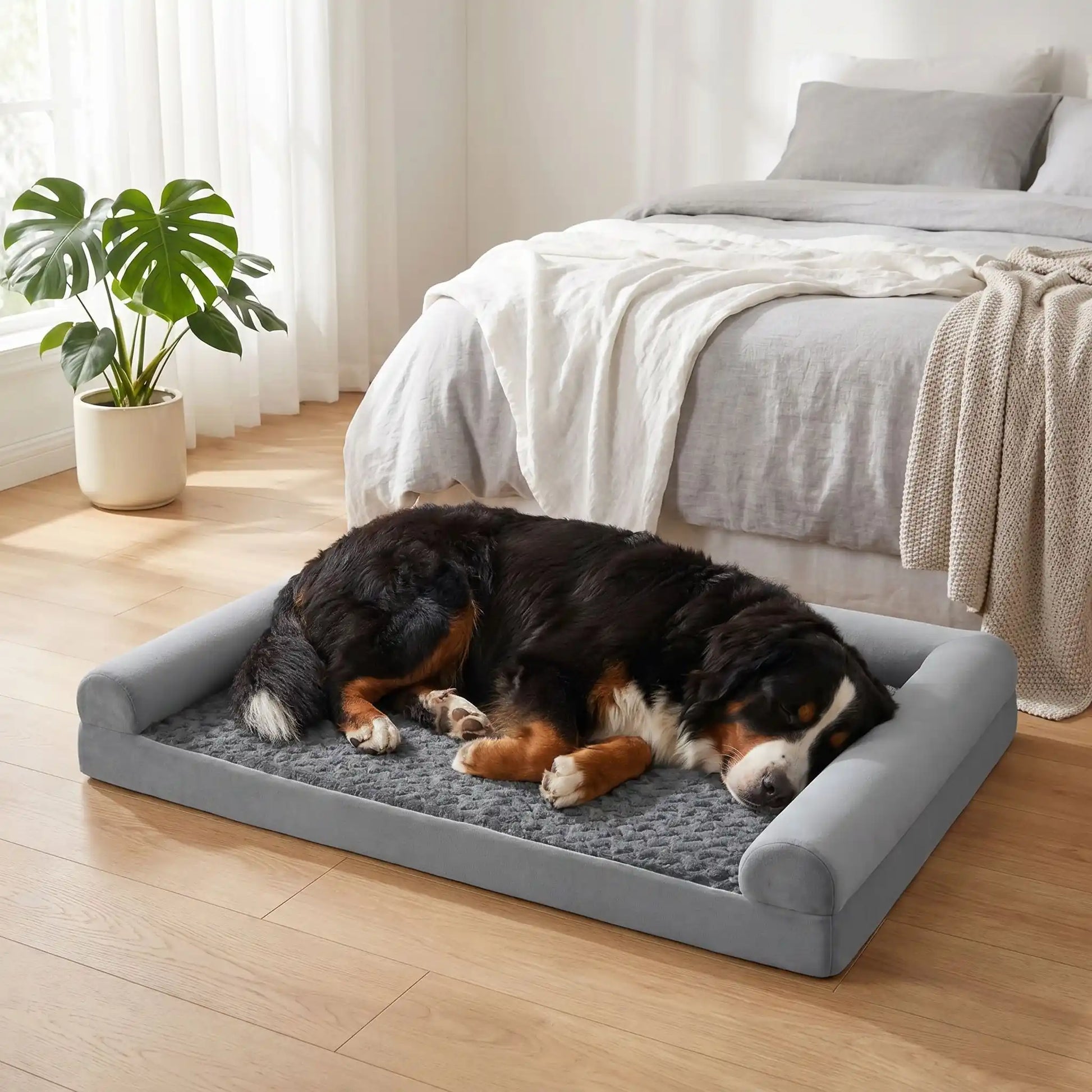 Grand-lit-chien-orthopédique-xxl avec traversin intégré,antidérapant-imperméable-déhoussable-lavable en machine-résistant aux griffes et morsures  pour grand chien et chiot jusqu'à 68 kg max-en velours côtelé et 100% Coton PP et deux traversins cylindriques rembourré en forme de L de couleur gris pour un effet apaisant et sécurisant-un très grand chien couché confortablement les pattes en l'air sur son lit orthopédique avec rebord surélevé en U pour un effet anti-stress et apaisant dans le salon 