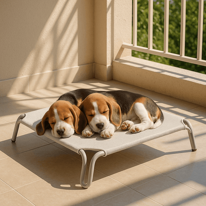 Hamac-pour-chien-imperméable-lit surélevé démontable-lavable-en teslin ultra-résistant aux griffes doux, ergonomique sur pied et cadre en acier inoxydable stable-isole du sol froid, des bactéries et poussière-hygiénique et durable-respirant et rafraichissant en été pour une utilisation polyvalente en intérieur ou extérieur pour toutes tailles de chiens jusqu'à 30 kg-deux Beagles qui dorment confortablement couché l'un contre l'autre sur le lit de camp dans le balcon de l'appartement