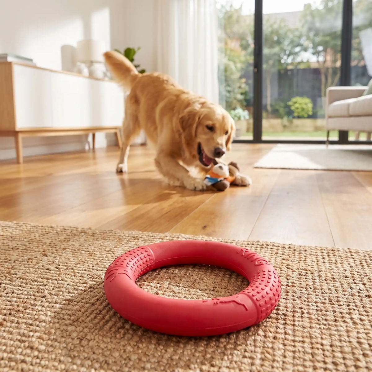 Jouet-pour-chien-interactif en forme d'anneau, en mousse EVA résistante et sans danger, flottant, imperméable, rebondissant, idéal pour les jeu de tug ou tire-tire,jouet d'entrainement et de fitness pour chiot et chien de toutes races disponible en 3 coloris et deux diamètres pour petit, moyen et grand chien-gros plan sur l'anneau doux, souple et solide pour grand chien de 28 cm de diamètre de couleur jaune sur la pelouse du parc avec en arrière plan un grand chien qui mord son jouet dans le salon