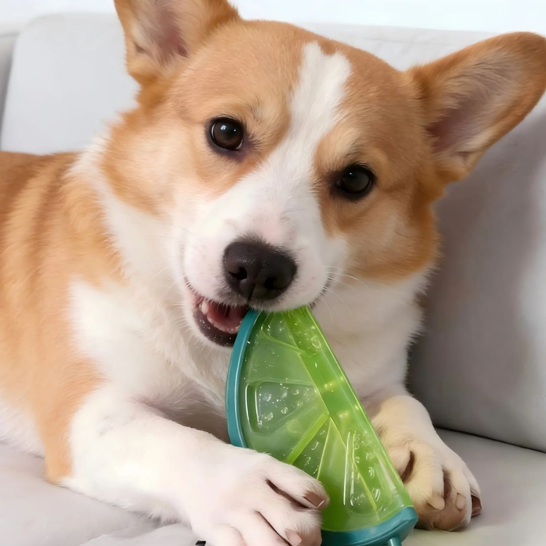 Jouet-rafraichissant-chien-chiot-glace-à-mordre et à remplir d'eau pour le mettre au congélateur, réutilisable, lavable en plastique robuste sans BPA, ni produits toxique, de qualité alimentaire, avec picots idéal pour masser les gencives et pour soulager les poussées dentaires du chiot avec l'effet froid anesthésiant qui masse les gencives, disponible en 3 formes de fruit part de pastèque, ananas et tranche de citron vert-un chien qui se rafaichit en mordant et léchant le jouet citron glacé en été