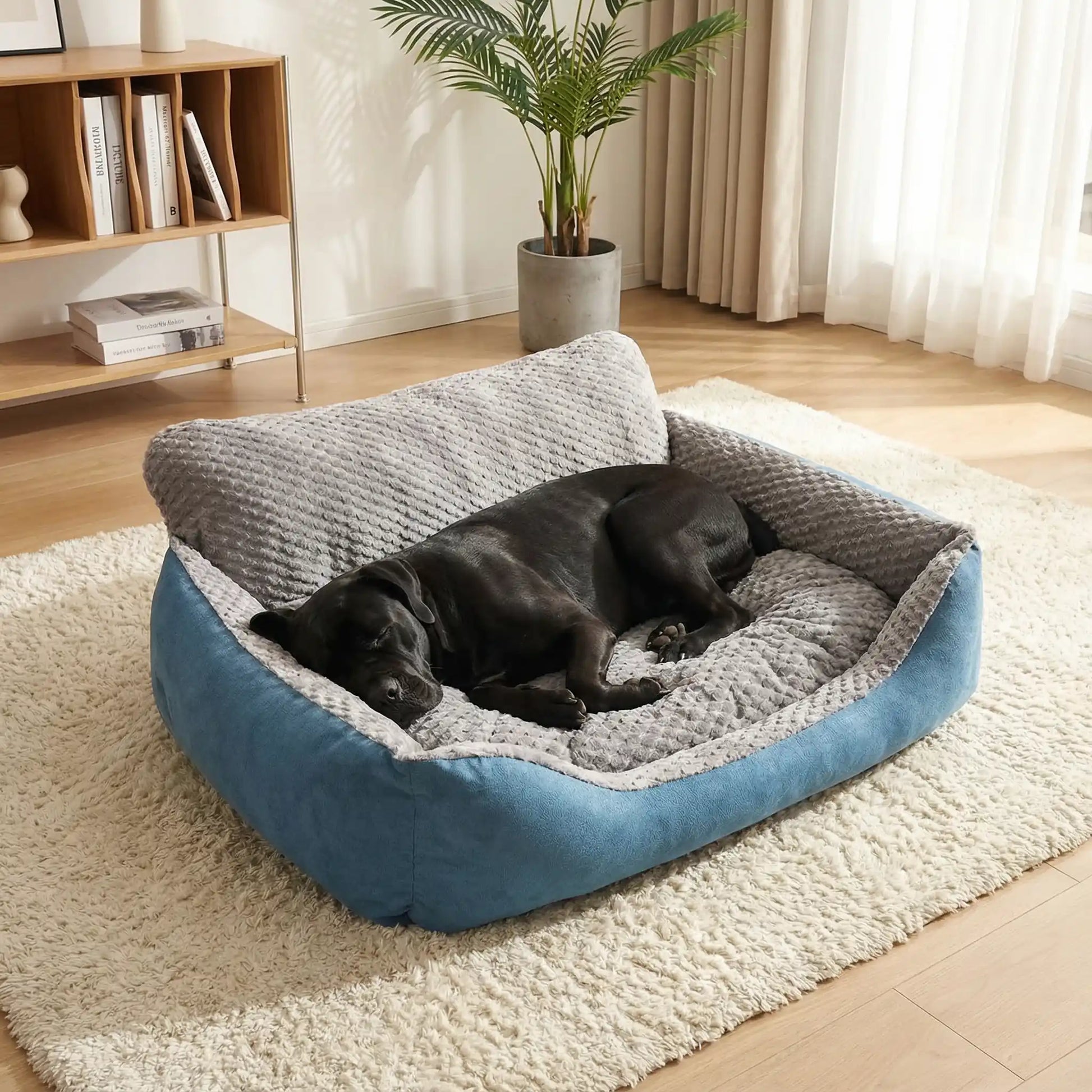 Lit-canape-pour-chien-chiot-déhoussable, lavable en machine, antidérapant et imperméable avec rembourrage 100% coton haute densité, anti-affaissement et ergonomique qui protège les articulations, la colonne vertébrale et favorise la récupération musculaire, idéal pour les chiots en croissance, les chiens agés et fragiles aux articulations-hypoallergénique pour chiien de petite à très grande grande taille-un Cane et Corso qui dort cpaisiblement dans son canapé lit xl 120cm, solide dans le salon de la maison
