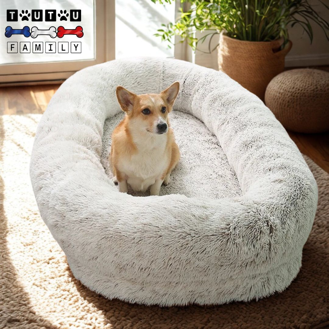 Lit-chien-xxl-gris-clair-un chien de taille moyenne dans le très grand lit comme un coussin avec rebord et matelas orthopédique à mémoire de forme 100% coton déhoussable et lavable en machine