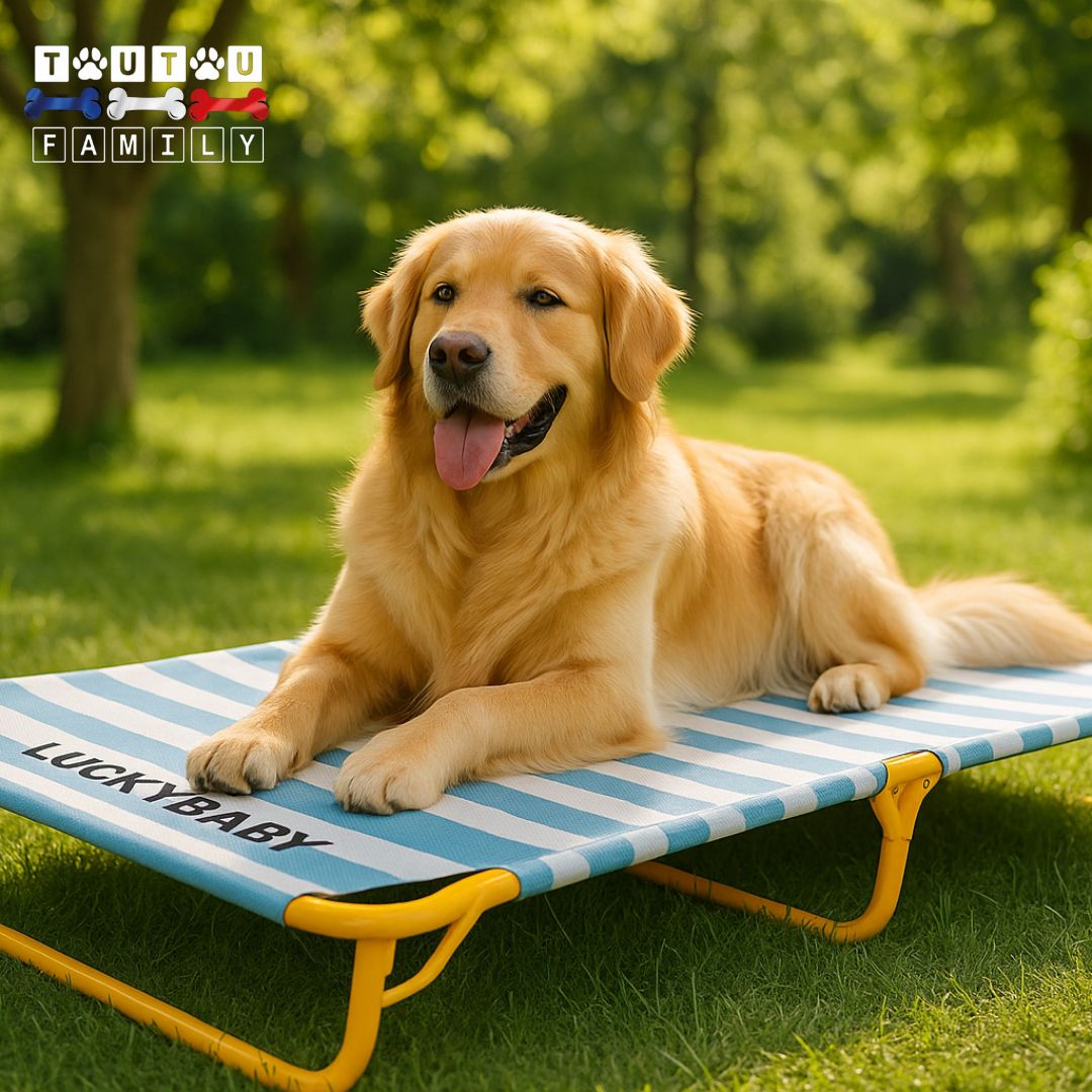 Lit-de-camp-chien-surélevé-grand-chien-un golden retriever couché confortablement dans son grand lit en hauteur, imperméable, pliable et lavable en plein air sur la pelouse