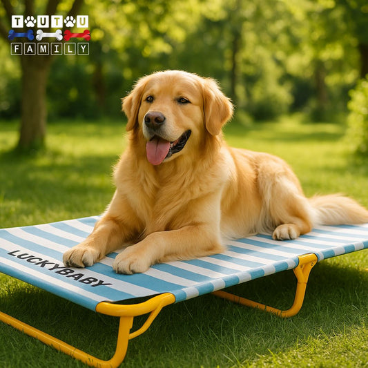 Lit-de-camp-chien-surélevé-grand-chien-un golden retriever couché confortablement dans son grand lit en hauteur, imperméable, pliable et lavable en plein air sur la pelouse