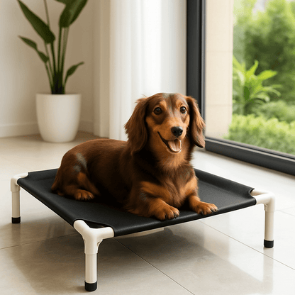 Lit-de-camp-chien-sur pied-en acier-respirant-résistant aux griffes-lavable en machine-transportable-démontable sans outils-pliable-multifonction-lit-surélevé pour petit chien et chiot-de couleur noir-un petit chien couché confortablement sur son petit lit surélevé dans le salon de la maison
