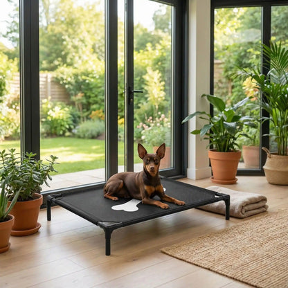 Lit-de-camp-pour-chiens-chiot-de petite taille de 0 à 7 kg, montage et démontage facile en maille robuste et respirante, imperméable et léger, un lit surélevé sur pieds en acier inoxydable avec patins antidérapants et anti rayures pour une utilisation polyvalente en intérieur et extérieur, lavable à l'eau et qui n'accroche pas les poils, hygiénique pour les 4 saisons-un Yorkshire qui dort paisiblement sur son lit de camp noir avec design os au milieu de la toile dans la véranda de la maison