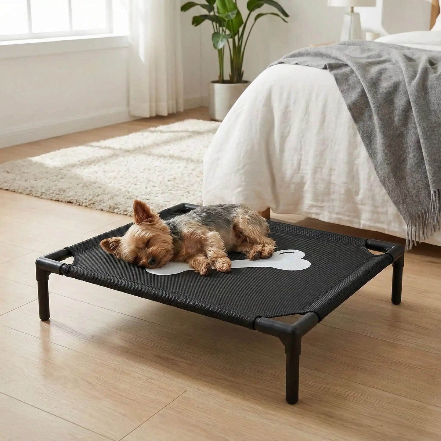 Lit-de-camp-pour-chiens-chiot-de petite taille de 0 à 7 kg, montage et démontage facile en maille robuste et respirante, imperméable et léger, un lit surélevé sur pieds en acier inoxydable avec patins antidérapants et anti rayures pour une utilisation polyvalente en intérieur et extérieur, lavable à l'eau et qui n'accroche pas les poils, hygiénique pour les 4 saisons-un chien de race miniatur qui dort paisiblement sur son lit de camp noir avec design os au milieu de la toile dans la chambre de la maison