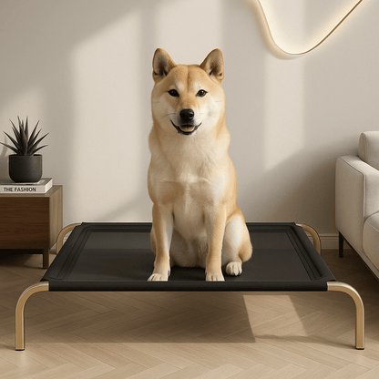 Lit-pour-chien-surélevé-lit camp chien en maille aérée et respirante pour toute saison-hygiénique-imperméable-ergonomique flexible et structure en acier solide et pieds antidérapant de couleur noir-un chien moyen assis confortablement sur son lit hamac noir dans le salon de l'appartement