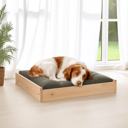 Lit-pour-chien-surélevé en bois de pin massif naturel non traité-avec sommier en latte en bois et cadre robuste en bois pour chien de petite à moyenne taille-respirant-solide-matériau naturel-Un Épagneul breton qui dort paisiblement sur son lit en bois massif avec cadre haut et son matelas gris dans le salon de la maison