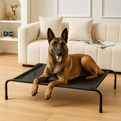 Lit-pour-chien-surélevé-t lit camp chien en maille aérée et respirante pour toute saison-hygiénique-imperméable-ergonomique flexible et structure en acier solide et pieds antidérapant de couleur noir-un chien moyen couché et heureux sur son lit hamac noir dans le salon de la maison