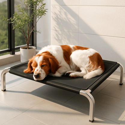 Lit-pour-chien-surélevé-t lit camp chien en maille aérée et respirante pour toute saison-hygiénique-imperméable-ergonomique flexible et structure en acier solide et pieds antidérapant de couleur noir-un chien moyen qui dort paisiblement en boule sur son lit hamac noir dans la véranda de la maison en été