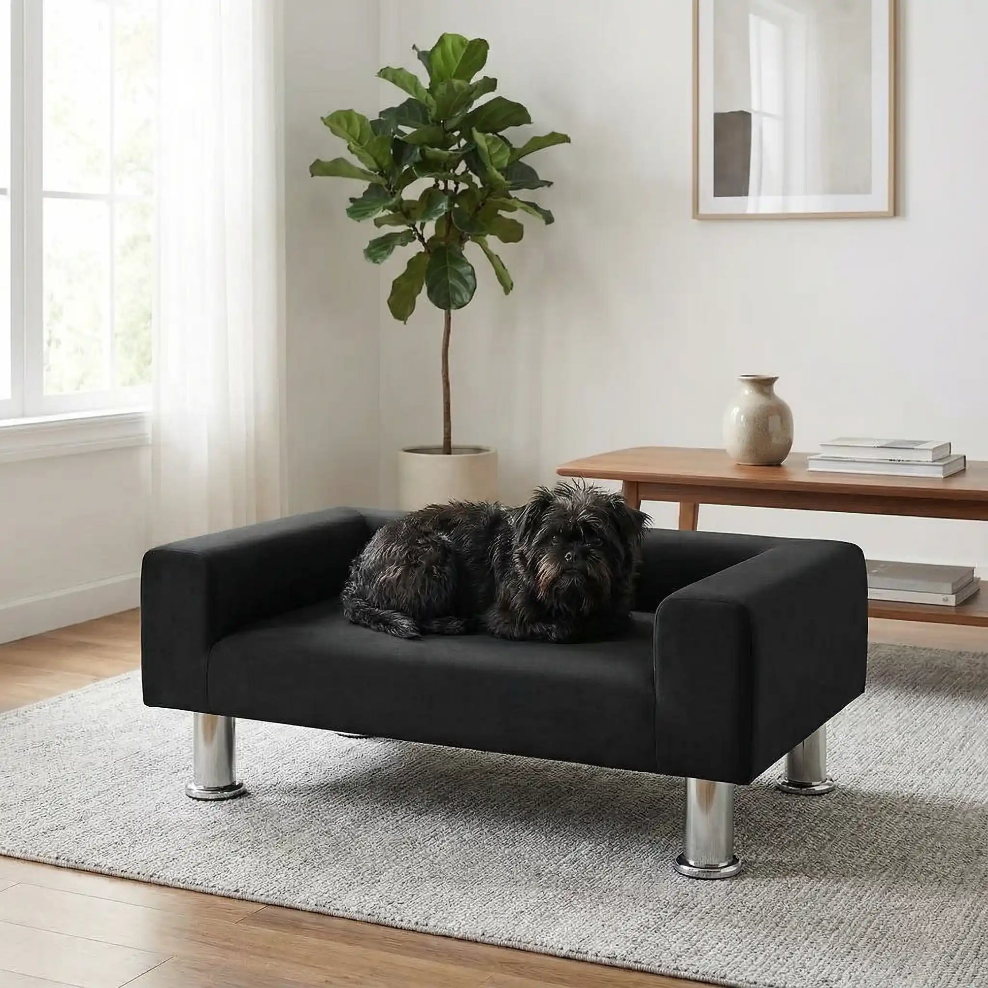 Mini-canapé-pour-chien-chiot-design-velours noir, surélevé avec 4 pieds en acier inoxydable cylindriques, rembourrage 100% coton haute densité épais pour les accoudoirs et le dossier-assise avec matelas en mousse de forme rectangulaire moderne, résistant aux griffes, structure en bois massif naturel-un petit chien couché confortablement en boule sur le canapé design noir dans le salon de la maison