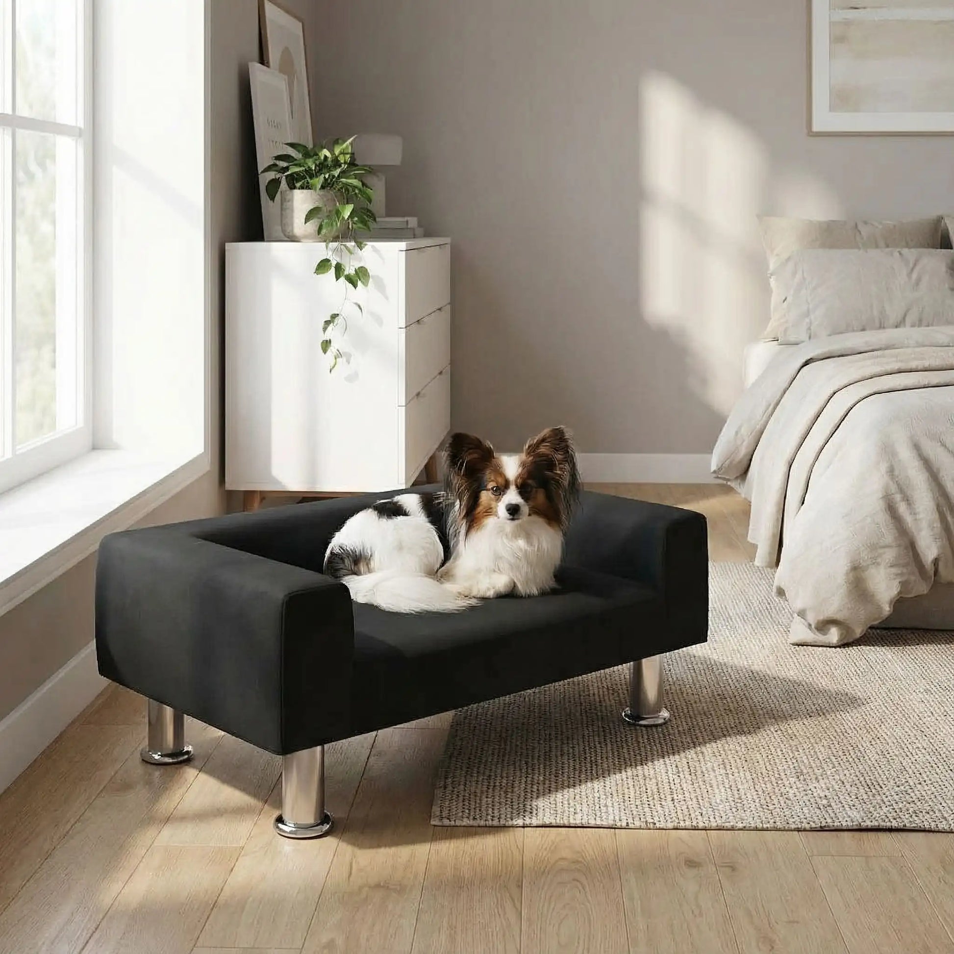 Mini-canapé-pour-chien-chiot-design-velours noir, surélevé avec 4 pieds en acier inoxydable cylindriques, rembourrage 100% coton haute densité épais pour les accoudoirs et le dossier-assise avec matelas en mousse de forme rectangulaire moderne, résistant aux griffes, structure en bois massif naturel-un chien de race miniature à longs poils  couché confortablement sur le canapé design noir dans la chambre moderne de l'appartement