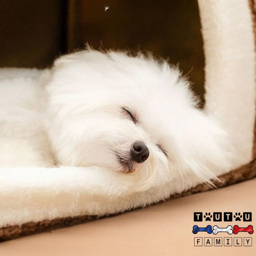 Niche-pour-chien-intérieur-lavable-un-bichon-maltais-qui-dort-la-tête-reposant sur le coussin-douillet-chaud-et-respirant, douillet et sécurisant pour-chiot-chiens-de-petite-à-moyenne taille 
