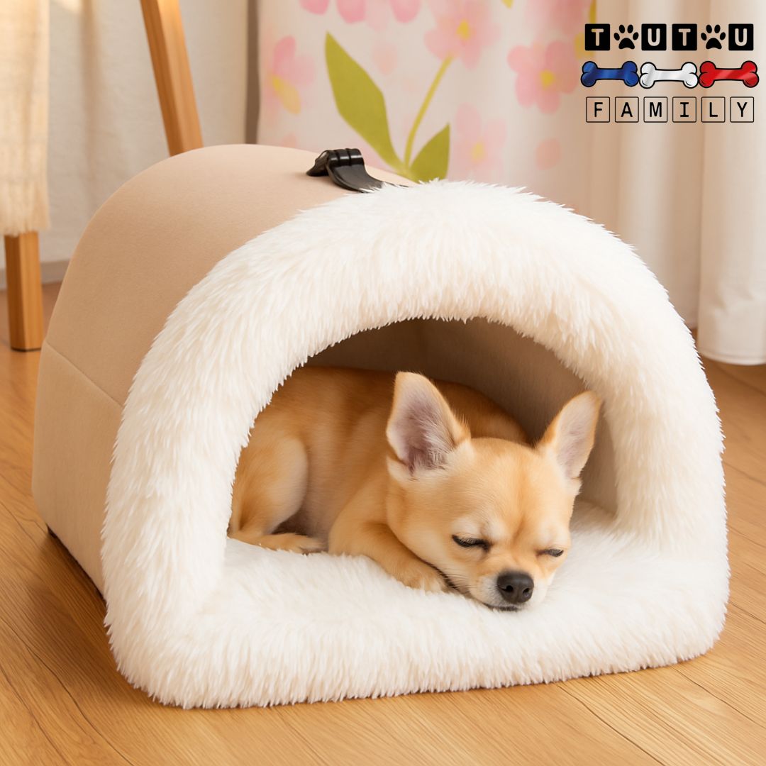 Niche-pour-chien-intérieur-portable-peluche-un chihuahua couché en boule dans sa niche chaude avec coussin amovible et lavable 100% coton double-face chaude et respirante pour êtit chien et chiot