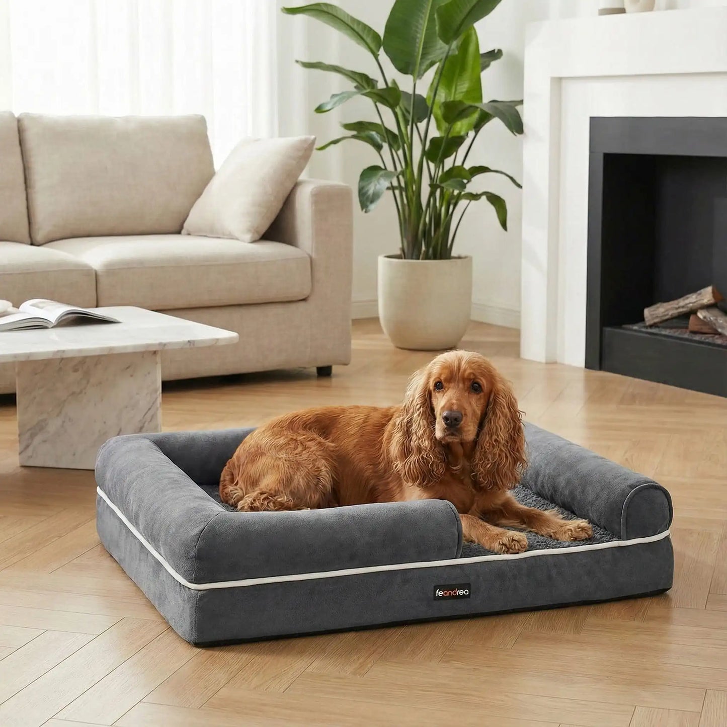 Panier-orthopédique-chien-avec-rebord-surelévé à 360° avec entrée abaissée pour une entrée et une sortie facile-résistant-déhoussable, imperméable et lavable en machine-housse en velours côtelé et traversins cyndriques sur les cotés 100% coton PP et matelas à mémoire de forme pour un soutien orthopédique optimal-convient pour les petits à moyen chien jusqu'à 25 kg max-un Cocker anglais couché confortablement sans son panier hypoallergénique dans le salon de la maison