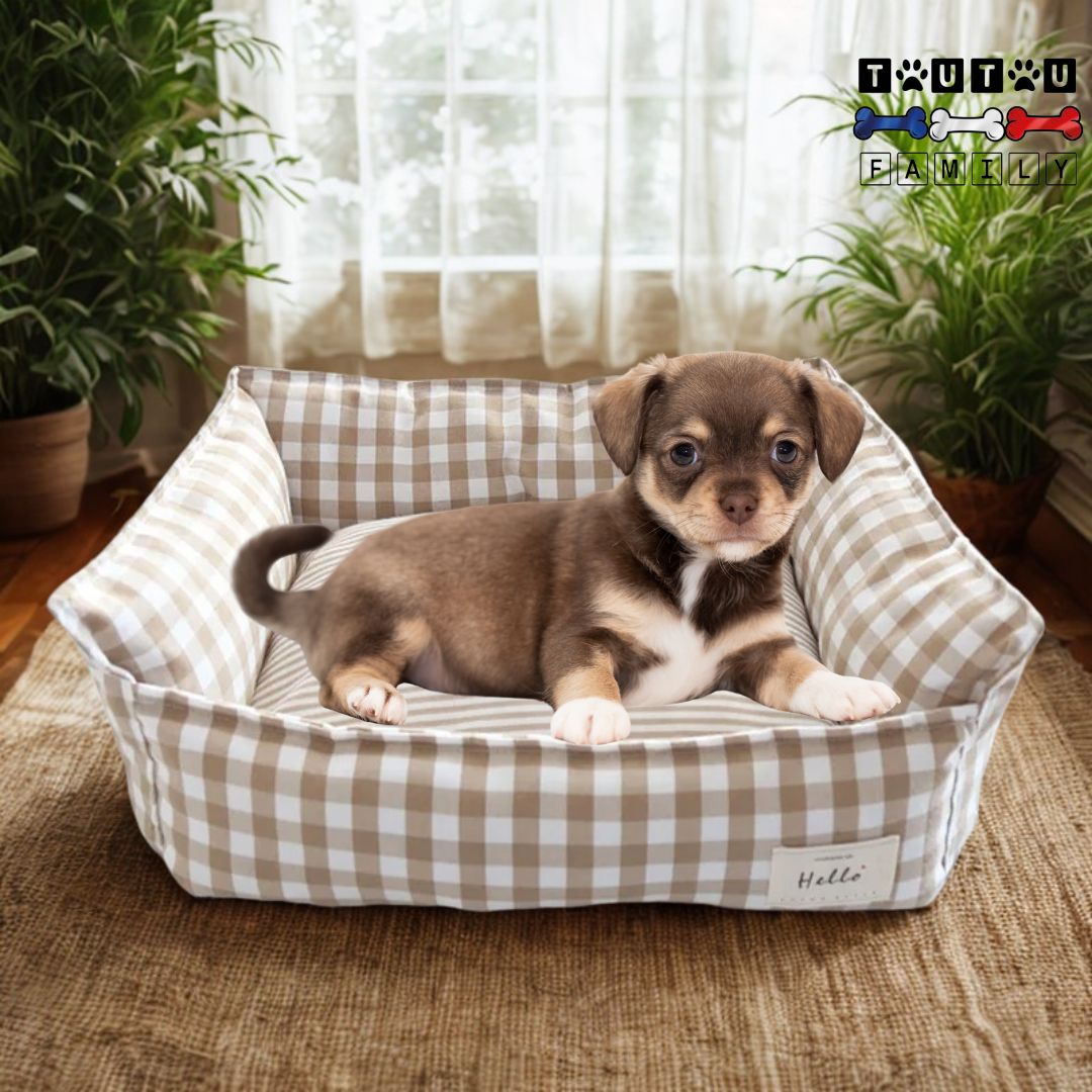Panier-petit-chien-chiot-lavable-un-chiot-couché-confortablement-dans-son-panier-avec-rebords-surélevés-en-100%-coton-PP-antidérapant-100%-imperméable-lavable-n-machine-dans-le-salon