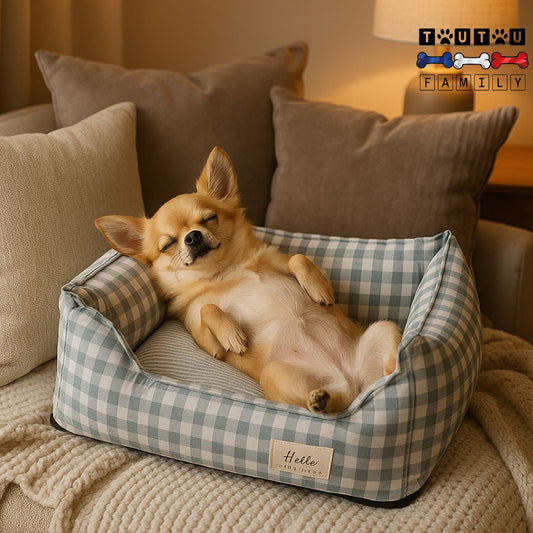 Panier-petit-chien-et-chiot-un-chihuahua-qui-dort-couché-sur-le-dos-les-pattes-en-l-air-dans-le-panier-à-carreaux-bleu-et-blanc-sur-le-canapé