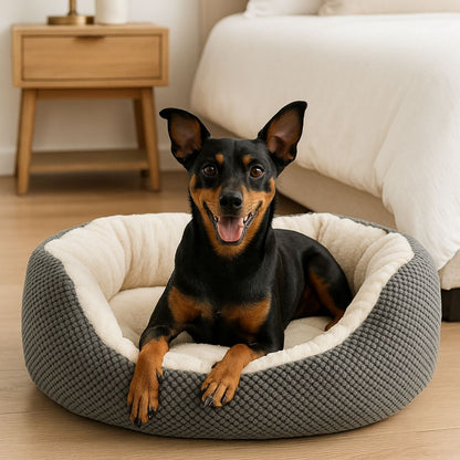 Panier-petit-chien-orthopédique-lit rond- doux comme un coussin anti-stress-coton-haute-densité-matelas à mémoire de forme haute densité-lavable en machine-résistant aux griffes-rebord surélevé entourant 360° ergonomique avec entrée abaissée pour entrée et sorties faciles pour chiot et chien de petite taille de 0 à 9 kg-un Pinscher nain couché confortablement et heureux dans le lit chaud et rond avec extérieur en maille serrée esthétique et design de couleur gris dans la chambre de l'appartement