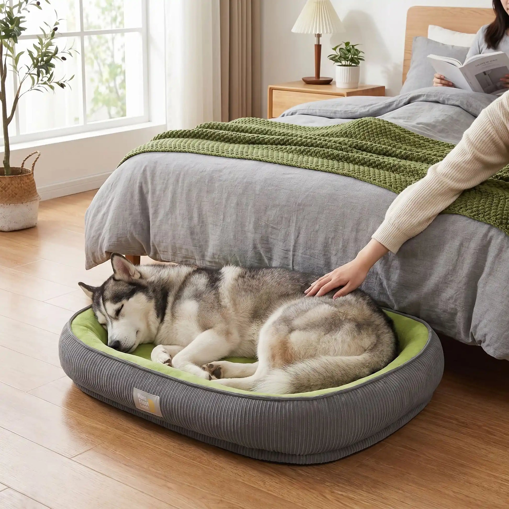 Panier-solide-pour-chien et chiot, 100% imperméable avec matelas à mémoire de forme, rembourrage 100% coton PP, coussin avec rebord cylindrique épais et entourant, housse intérieure en velours résistant aux griffes, fond antidérapant, déhoussable et lavable en machine pour chien de petite à moyenne taille de 0 à 25 kilos-un husky qui s'endort paisiblement en boule dans son panier ovale avec rebord surélevé sous les caresses de son maitre assis sur son lit dans la chambre l'appartement moderne